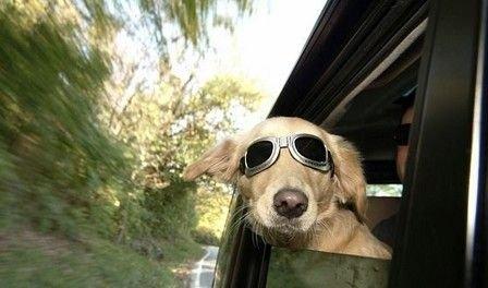 「汽车玩家秀」车内气味难闻就开窗？眼皮子底下有个“除异味”键，效果百试百灵