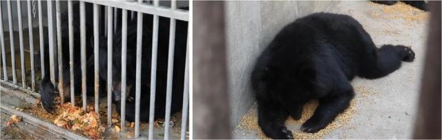 韩国养熊业靠喂厨余垃圾养活熊取胆，近500只黑熊或发疯或等死