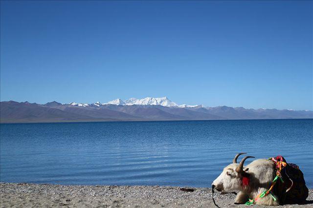 小西Carl■西藏自驾旅游安全告示！为了自己的生命安全，请仔细阅读几点