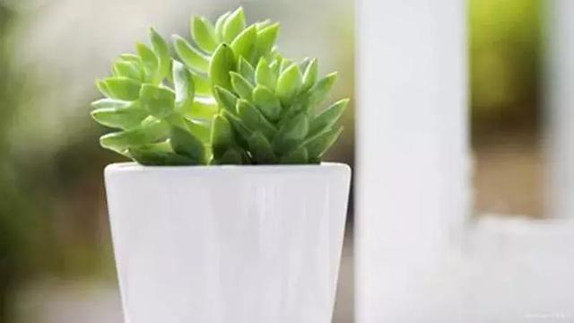 【小碗菜】没有等来的幸运，努力才是硬道理