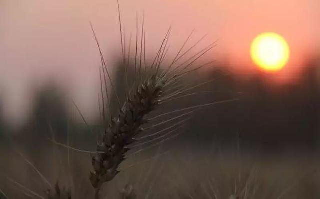 【小碗菜】没有等来的幸运，努力才是硬道理