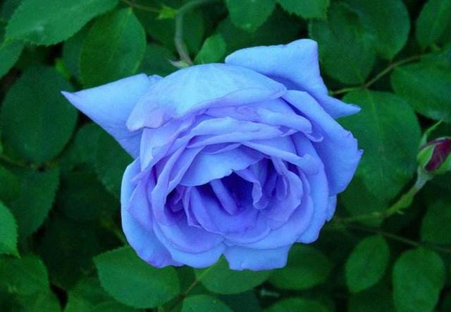 美文鉴赏■信任只有一次，真心只有一颗