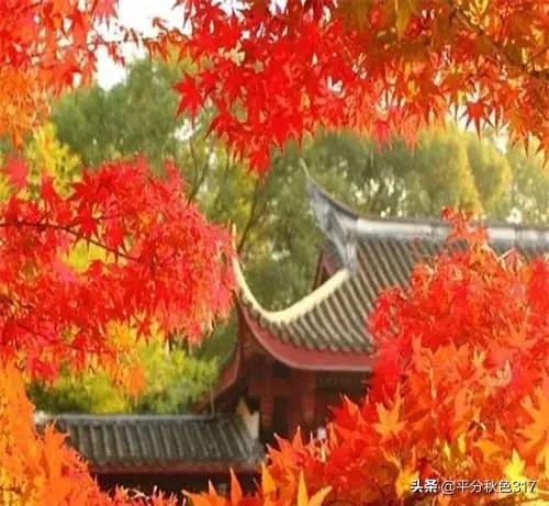 老蒋书房@遇见秋色，醉人红尘