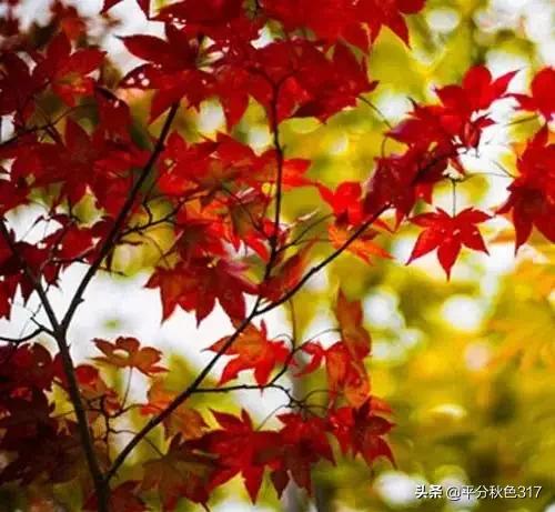 老蒋书房@遇见秋色，醉人红尘