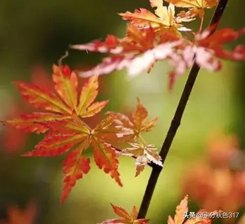 老蒋书房@遇见秋色，醉人红尘