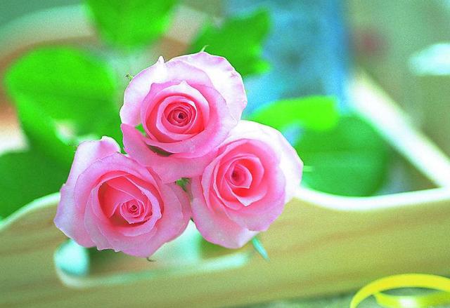 #柠檬美文#人因为有家，才有了归宿！