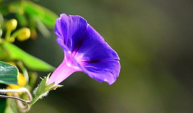 #柠檬美文#人因为有家，才有了归宿！