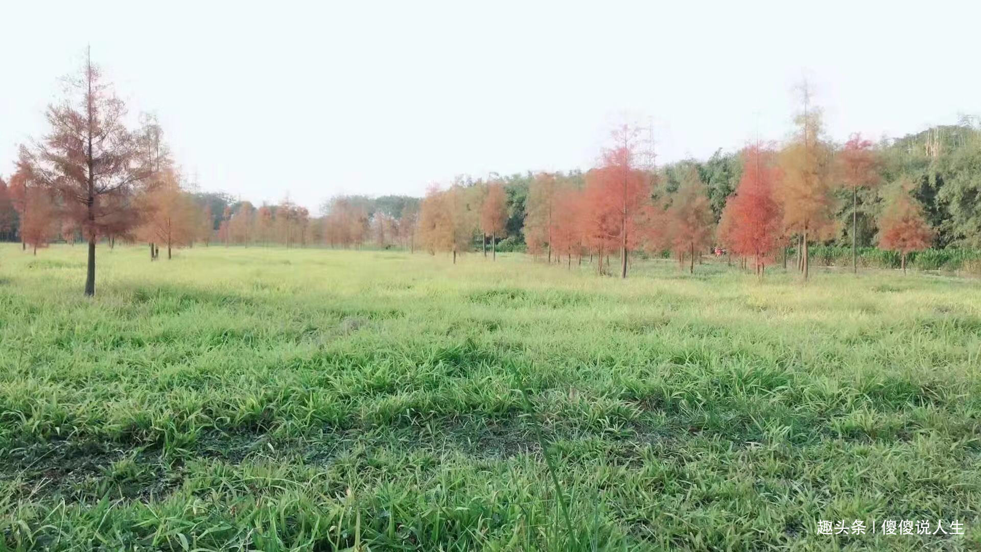 【傻傻说人生】有时痛苦也孕育着希望