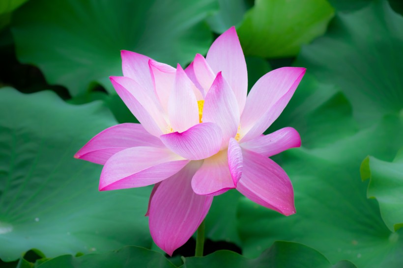 科技脑袋大开@不懂女人心的三生肖男，经常和妻子计较，从来不懂心疼人