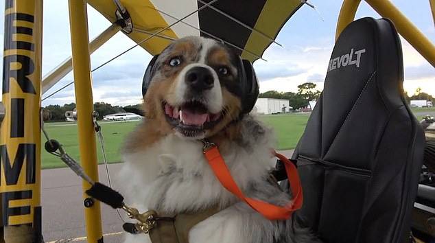 勇气可嘉！美国一男子带牧羊犬驾滑翔机在空中翱翔