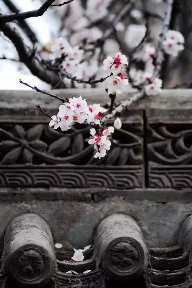 励志司机蕊蕊：云水禅心，淡然最美