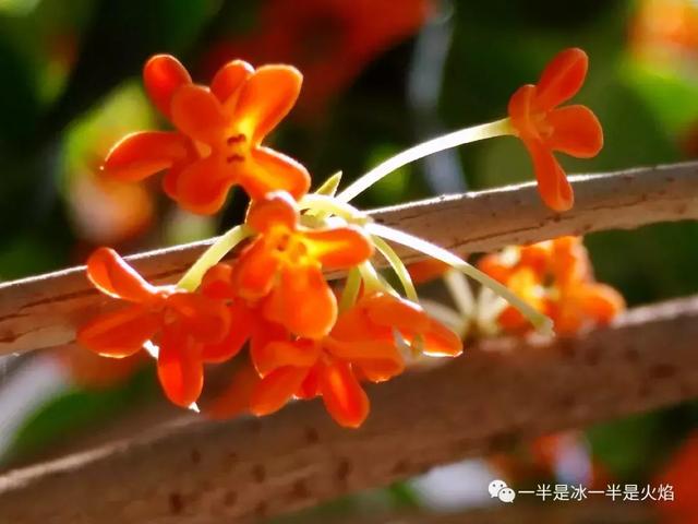 文思泉涌■散文：最是一年秋好处，画阑开处丹桂香