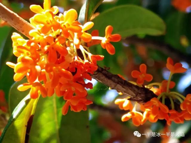 文思泉涌■散文：最是一年秋好处，画阑开处丹桂香