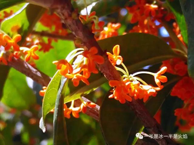 文思泉涌■散文：最是一年秋好处，画阑开处丹桂香