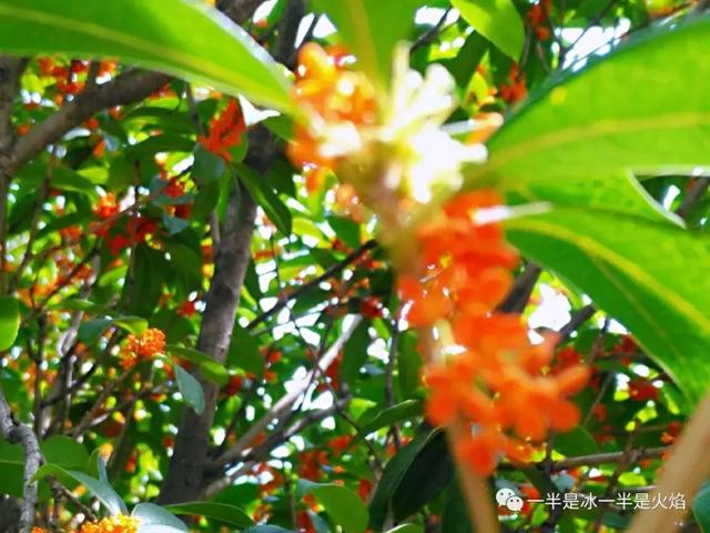 文思泉涌■散文：最是一年秋好处，画阑开处丹桂香