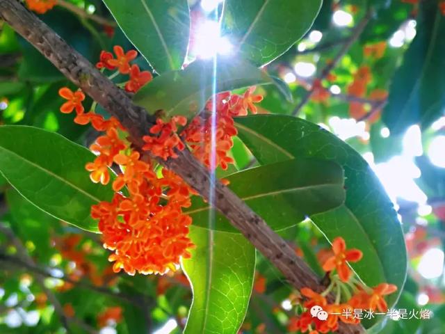 文思泉涌■散文：最是一年秋好处，画阑开处丹桂香