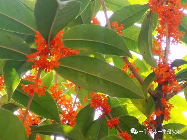 文思泉涌■散文：最是一年秋好处，画阑开处丹桂香