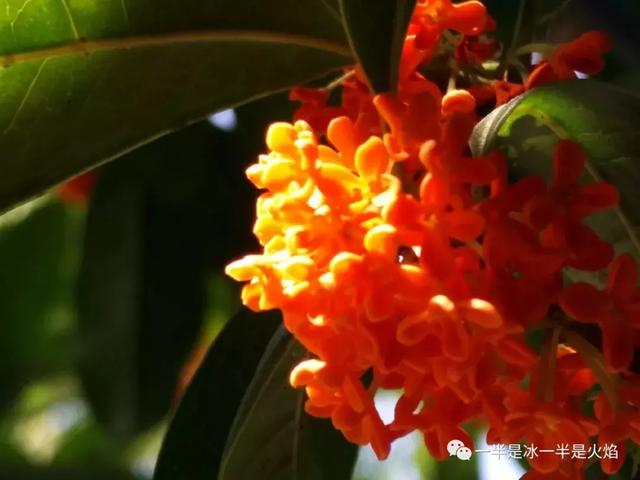 文思泉涌■散文：最是一年秋好处，画阑开处丹桂香