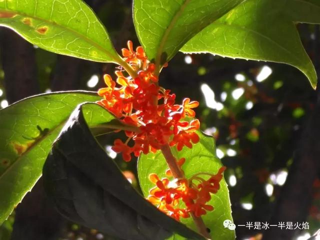 文思泉涌■散文：最是一年秋好处，画阑开处丹桂香