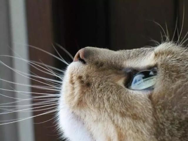 猫咪青光眼、白内障的诊治与护理