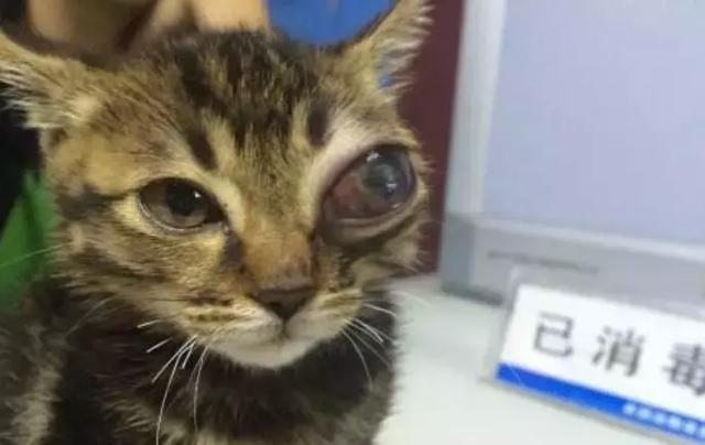 猫咪青光眼、白内障的诊治与护理