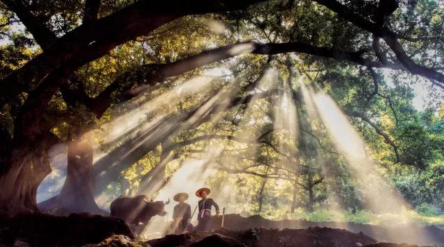 #佳作有约#回归乡村，那才是我想要的生活