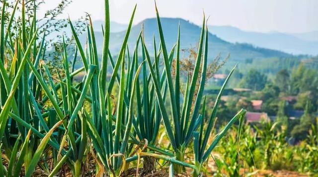 #佳作有约#回归乡村，那才是我想要的生活