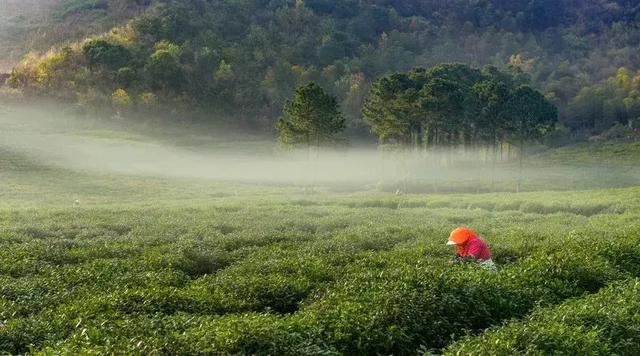 #佳作有约#回归乡村，那才是我想要的生活