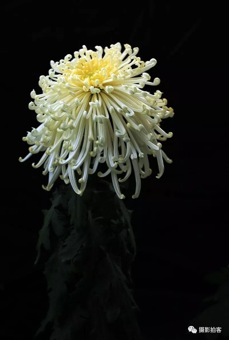 「摄影拍客」信任，最难得，谎言，最伤人