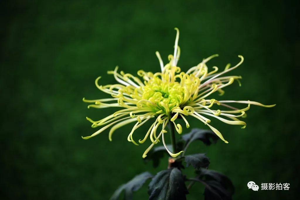 「摄影拍客」信任，最难得，谎言，最伤人