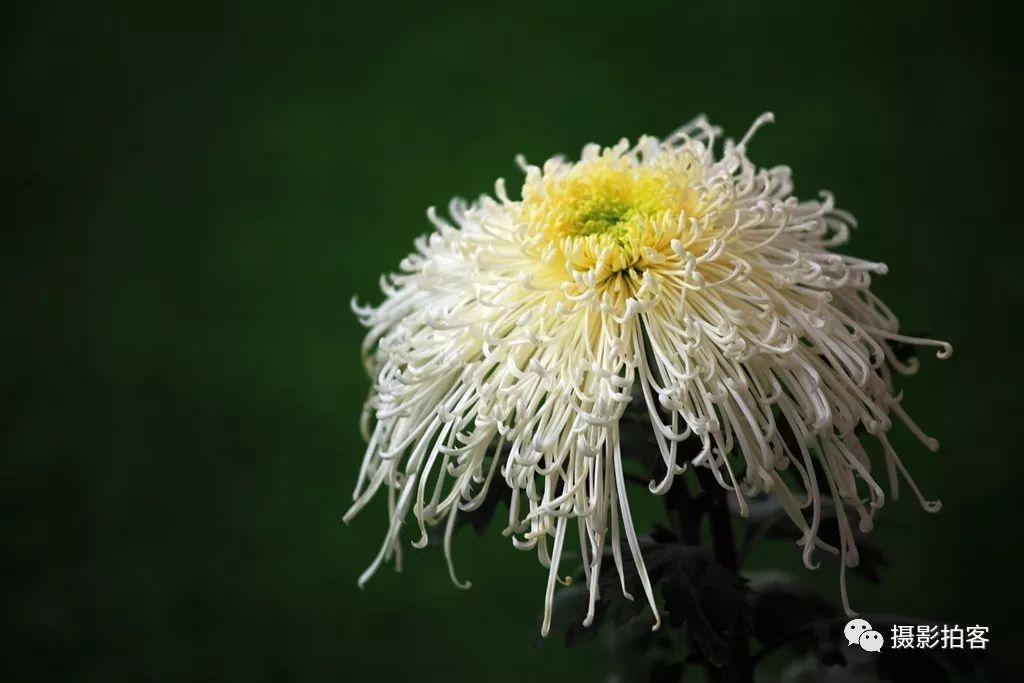 「摄影拍客」信任，最难得，谎言，最伤人