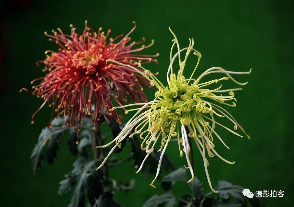 「摄影拍客」信任，最难得，谎言，最伤人