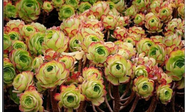 佳作有约■不是所有的心事，都能诉说。