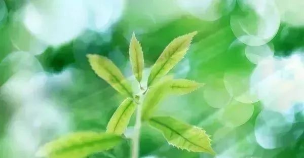 财哥说素食■你的目光所及，就是你的人生境界！