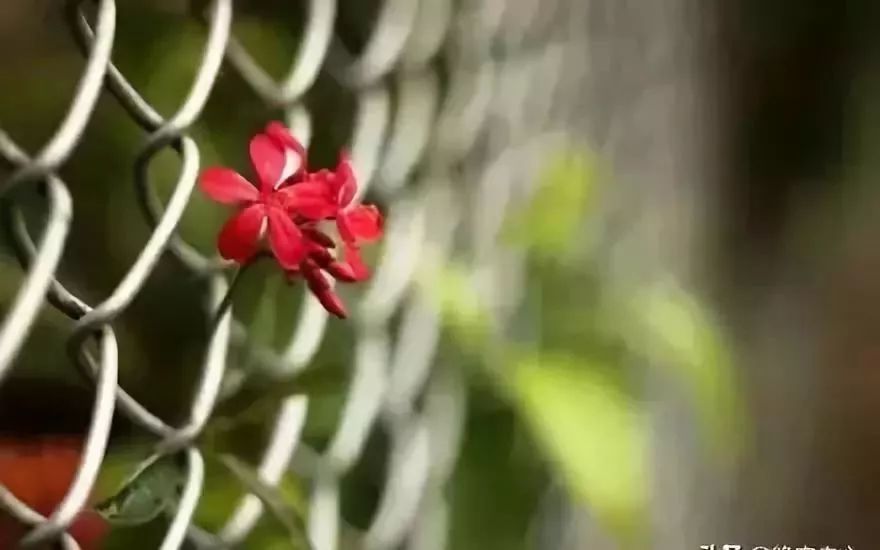 财哥说素食■你的目光所及，就是你的人生境界！