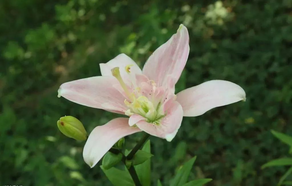 [财哥说素食]人生百味情最浓，蓦然回首淡最真！（好文）