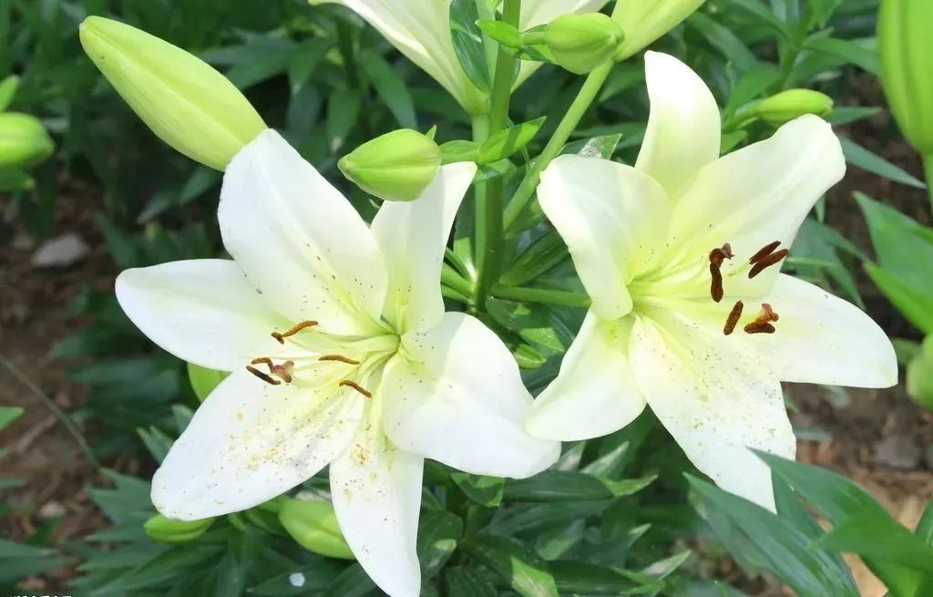 [财哥说素食]人生百味情最浓，蓦然回首淡最真！（好文）