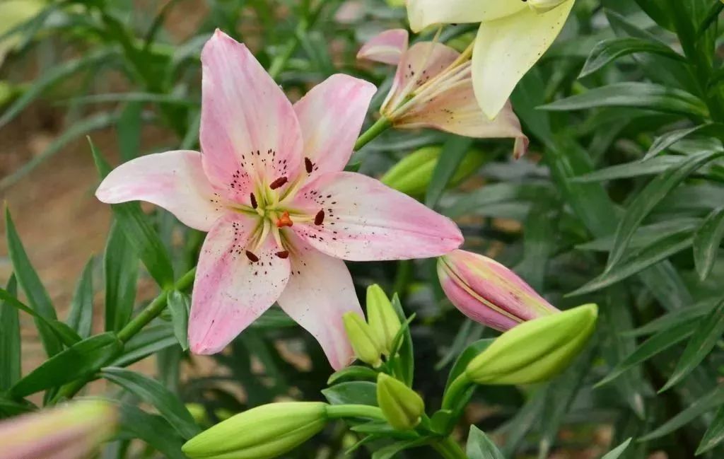 [财哥说素食]人生百味情最浓，蓦然回首淡最真！（好文）