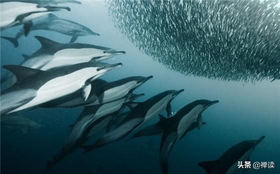 我要发光：是狼就要练好牙，是羊就要练好腿