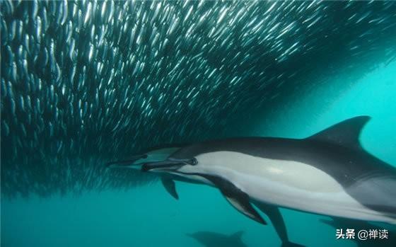 我要发光：是狼就要练好牙，是羊就要练好腿