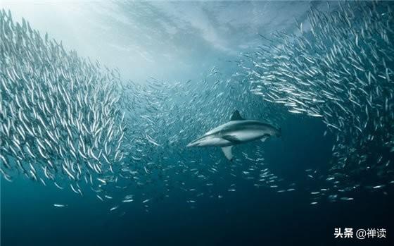 我要发光：是狼就要练好牙，是羊就要练好腿