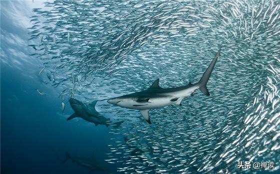 「大大说」命里有时终需要，命里无时莫强求