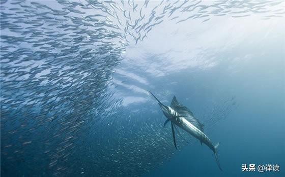 「大大说」命里有时终需要，命里无时莫强求