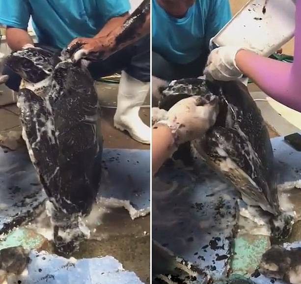 痛心不已！巴西海滩上一只海龟被黑色油性物质覆盖