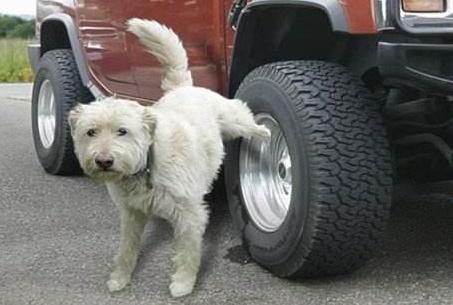 #九零后聊车#老司机：生活中这4样东西堪称“轮胎杀手”！沾上不爆胎都得换胎