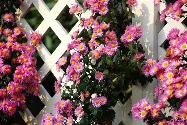 糖果儿：这就是我向往的日子，真美