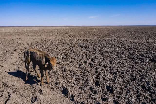 非洲数百头牛马渴死，在气候变化下挣扎求生有多难？