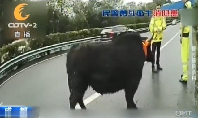 司机粗心大意，耗牛在高速撒野，交警智斗牛魔王将其拿下