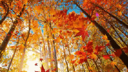 「佳作有约」《写秋》，太美了，太有才了，中国字太伟大了！