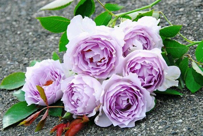 人生阅历分享■唯美走心的情感句子，句句扣人心弦，让人百读不厌